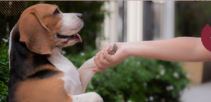 8 Key Strategies for Improving Your Offer Acceptance Rate in a Competitive Market