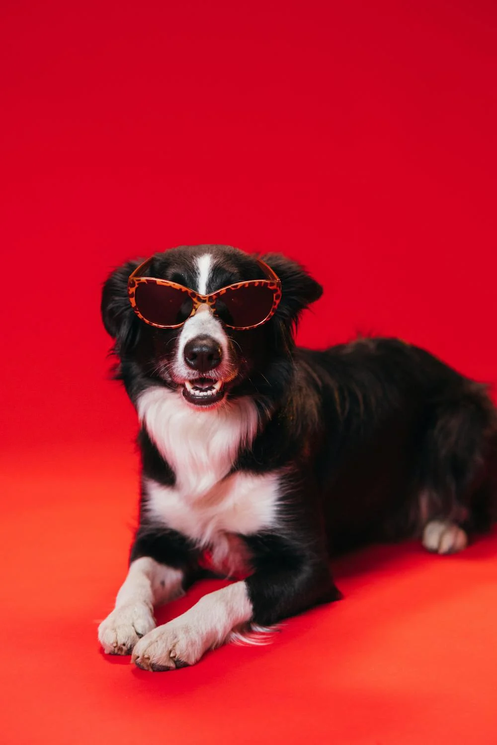 A dog posing confidently against a bright red background.