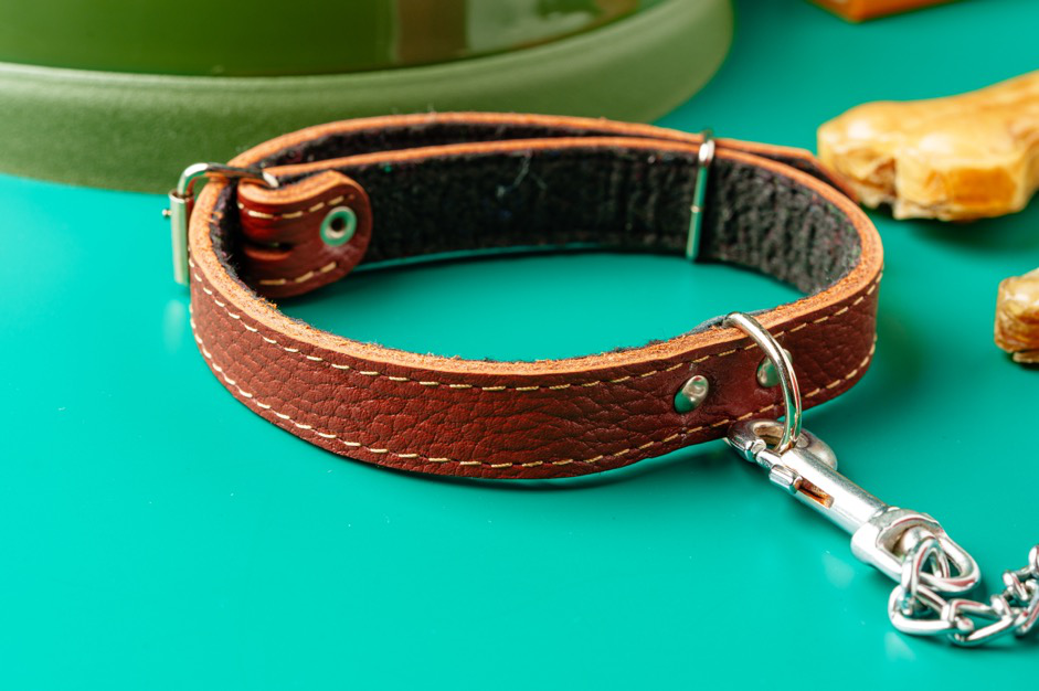 An empty dog collar against a green background.
