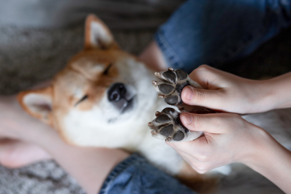 A dog having his paws massaged.