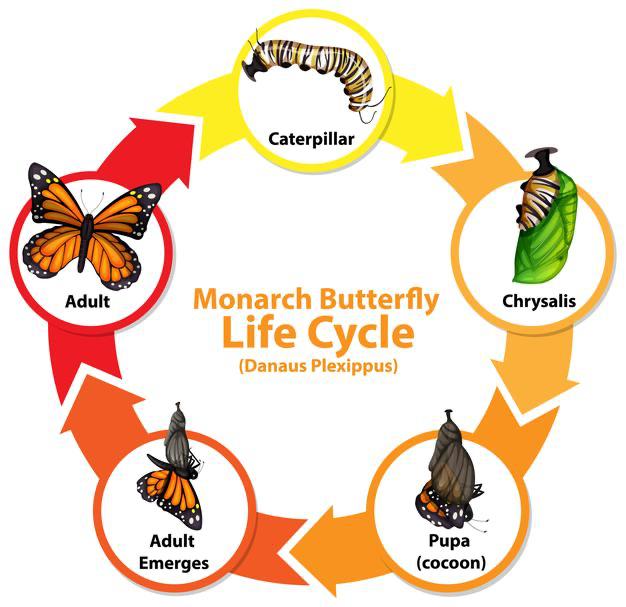 butterfly-life-cycle - Brookwoods Group